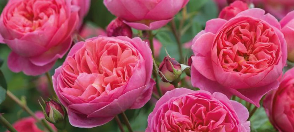 Elevate Your Garden with Excellence